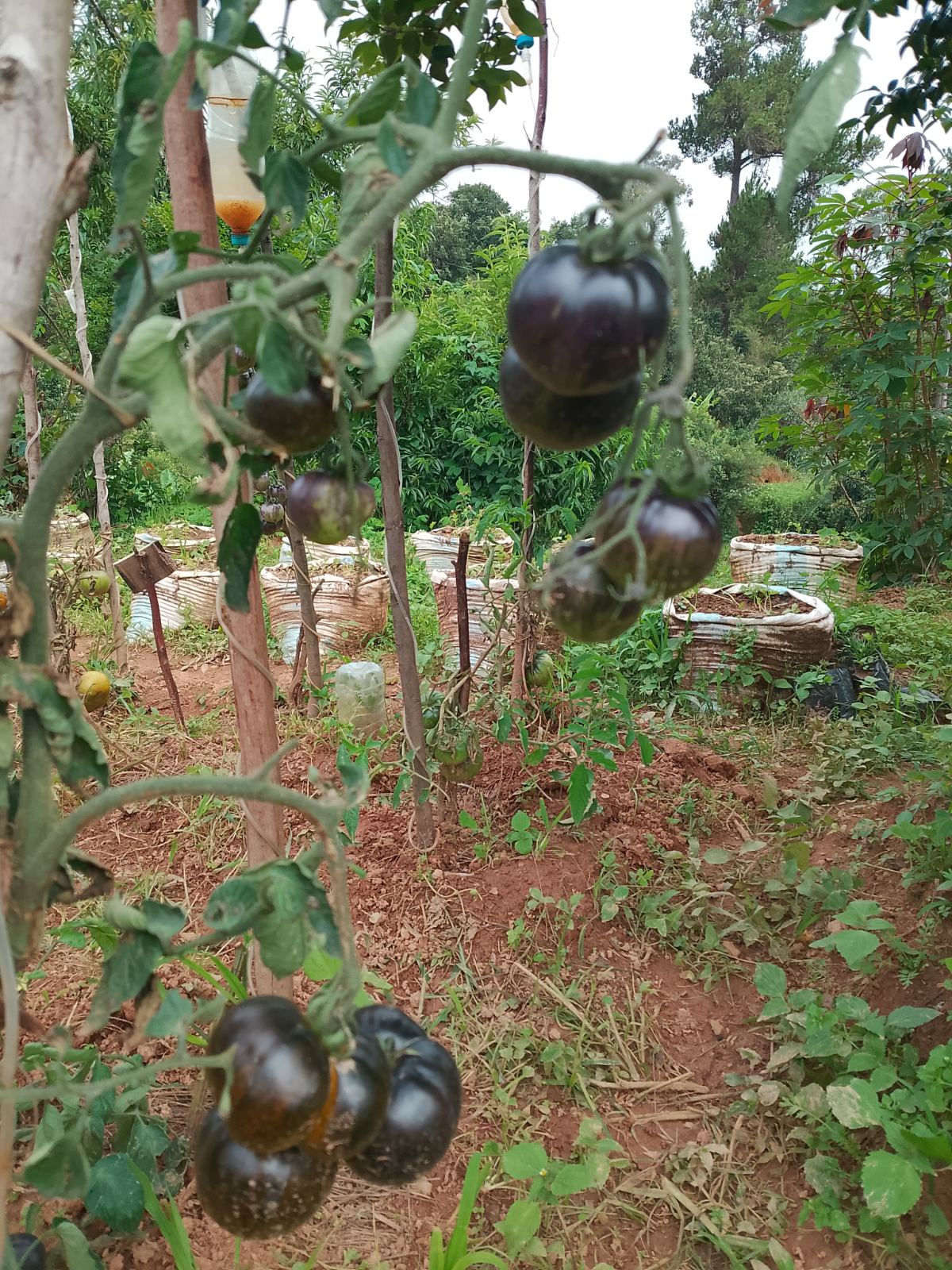 tomate noire – Vakinankaratra