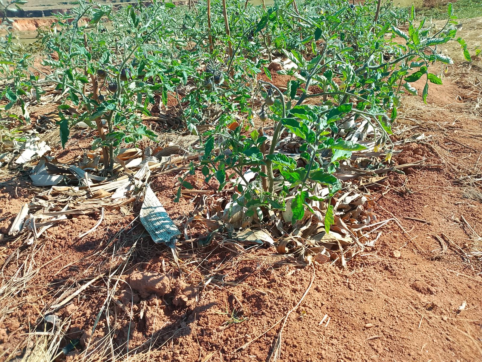 Tomate noire – Vakinankaratra