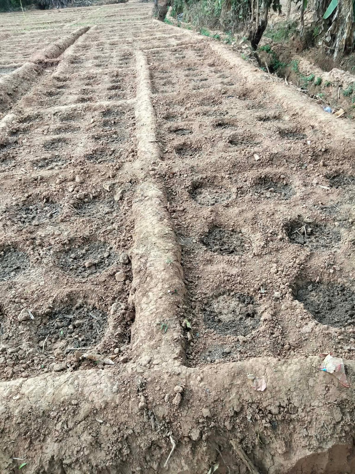 Tongolo – Analamanga