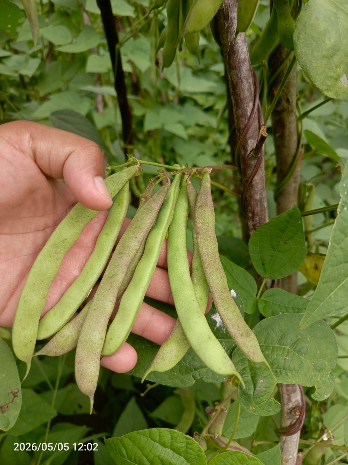 Tsaramaso kilometrika  – Alaotra-Mangoro
