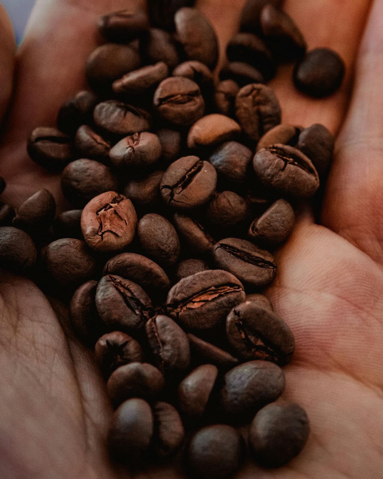 Café – Sava